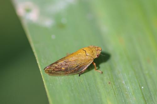 Aphrophora salicina